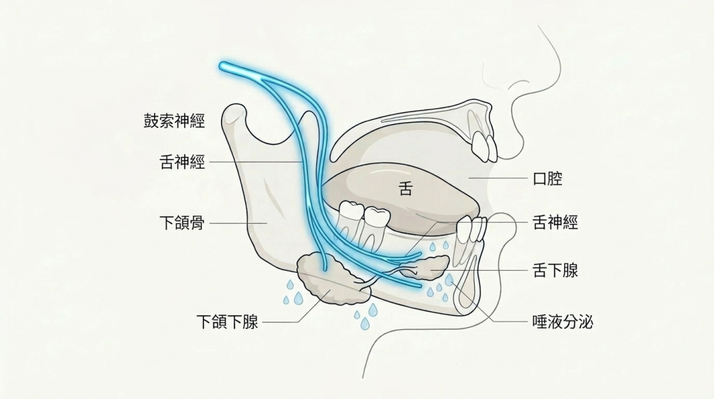 鼓索神經控制唾液分泌的醫學示意圖，標示出神經與下頜下腺及舌下腺的連接關係。Heari 傾耳聽 香港聽力中心 | 立即登記免費聽力測試